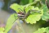 Dolomedes (fimbriatus-plantarius)